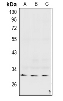 Connexin 31.3 Antibody