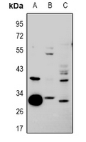 hnRNP CL1 Antibody