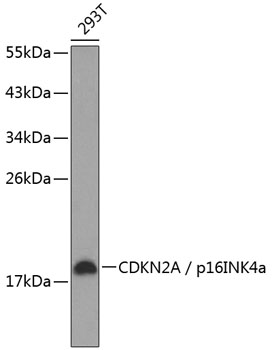 CDKN2A / p16INK4a Polyclonal Antibody