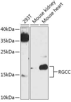 RGCC Polyclonal Antibody