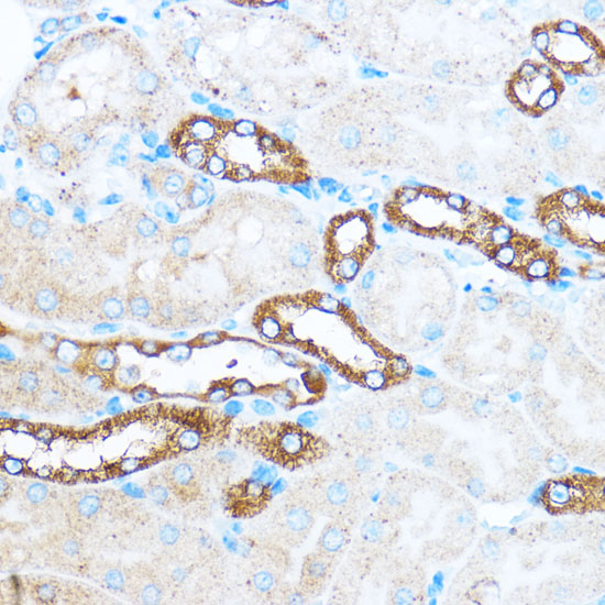 PIK3CA antibody