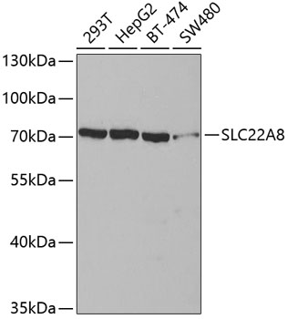 SLC22A8 antibody