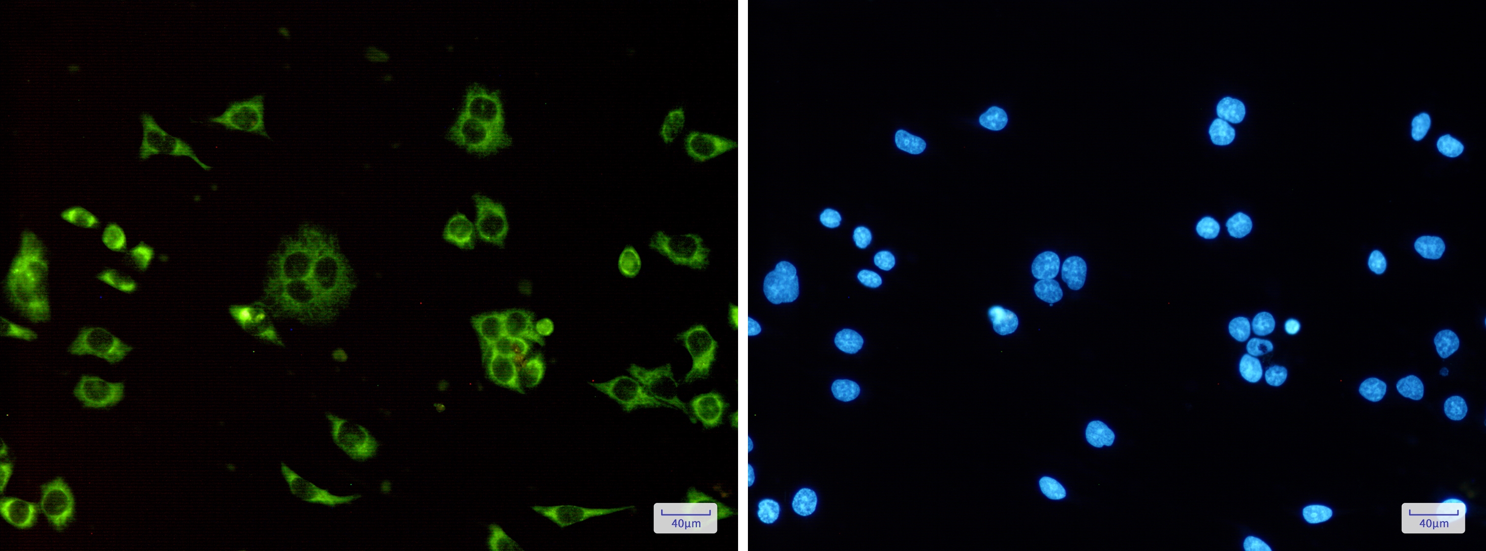 ATP Synthase C Rabbit mAb