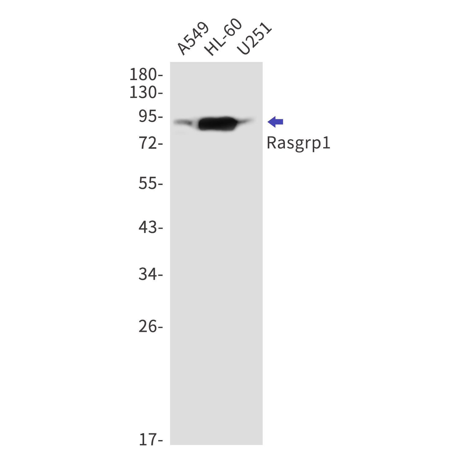 RASGRP1 Rabbit mAb