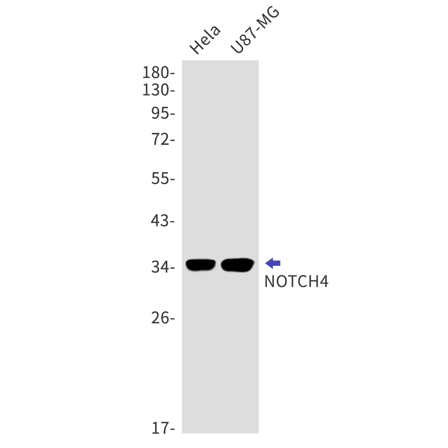 Notch4 Rabbit mAb