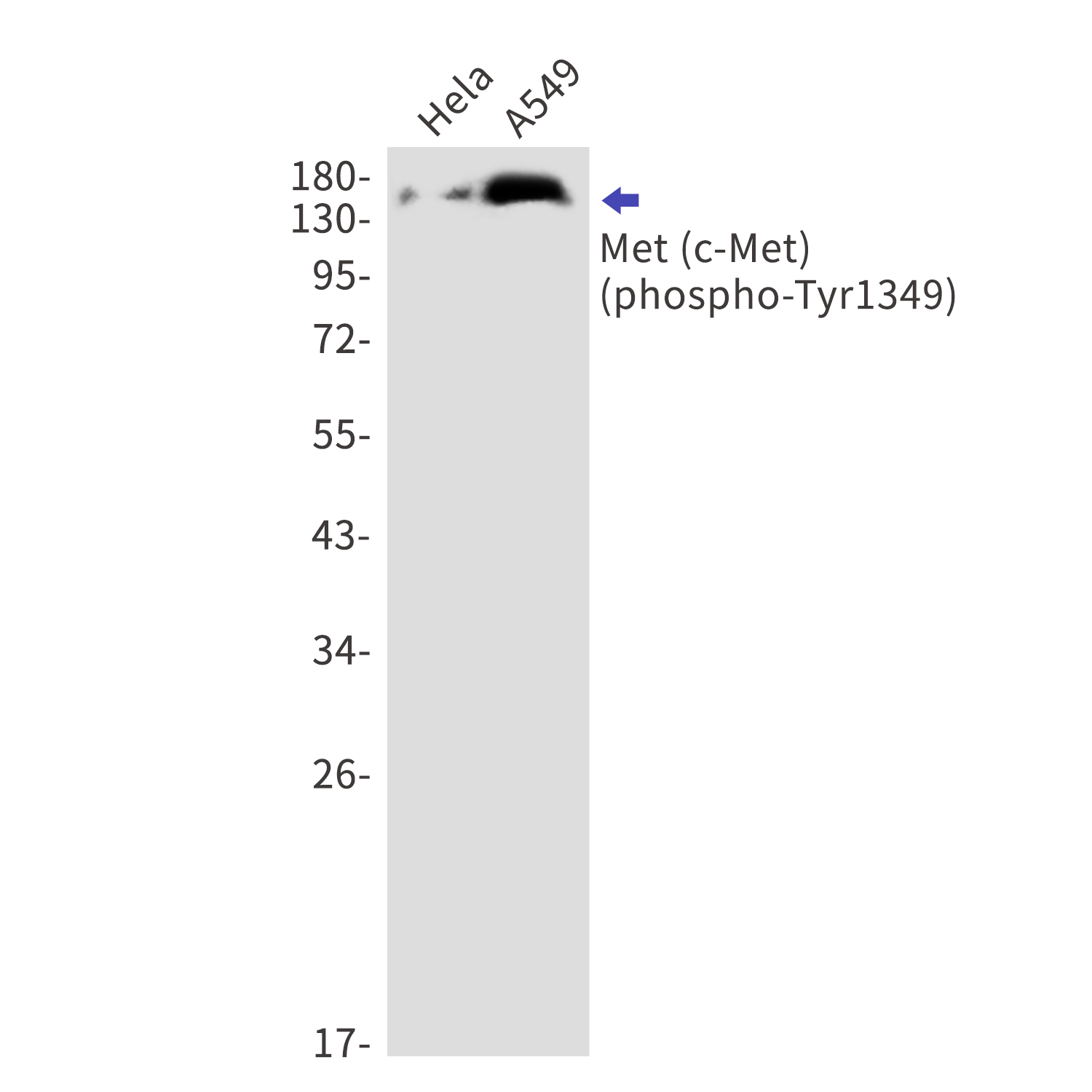 Phospho-c Met (Tyr1349) Rabbit mAb