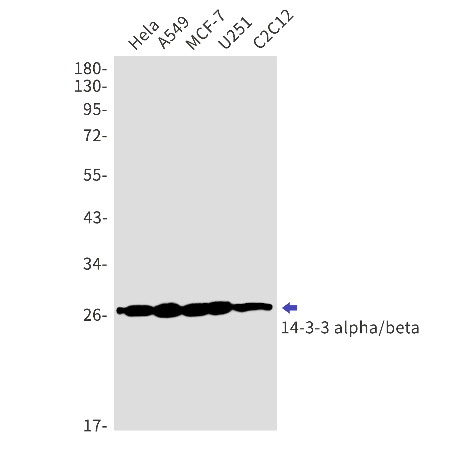 14 3 3 alpha/beta Rabbit mAb