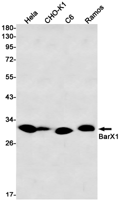 BarX1 Rabbit mAb