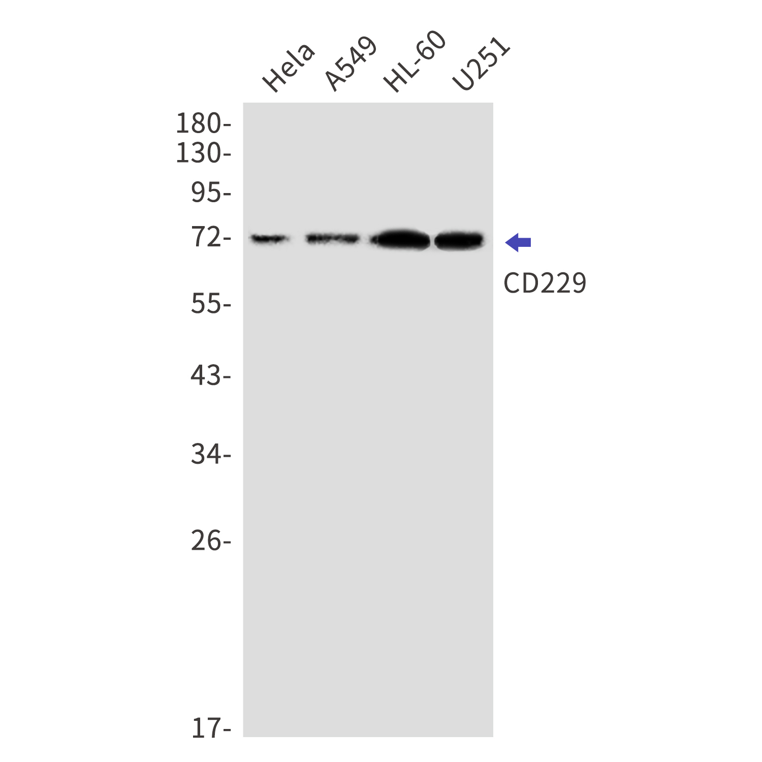 CD229 Rabbit mAb