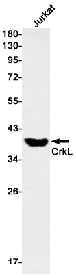 CrkL Rabbit mAb