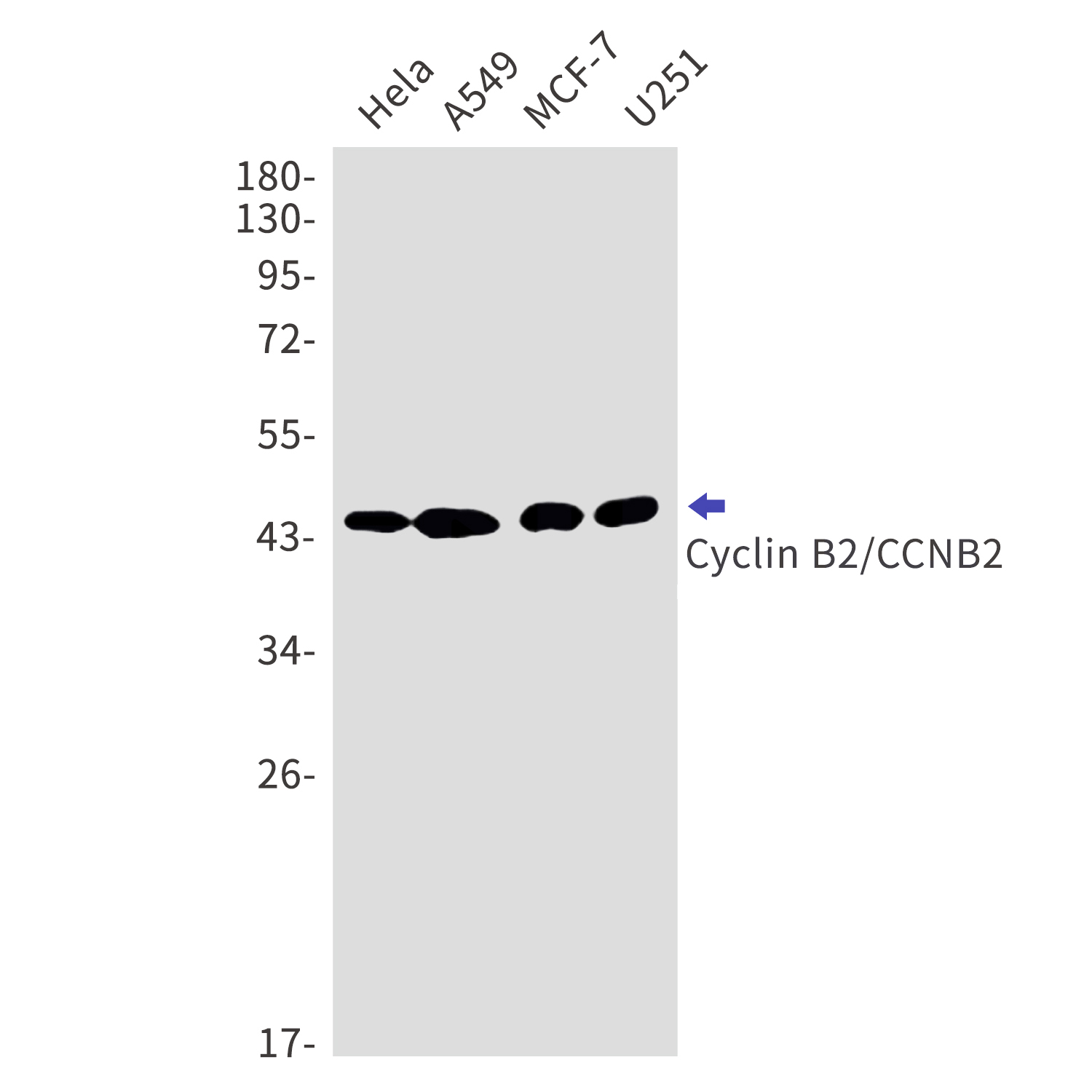 Cyclin B2 Rabbit mAb