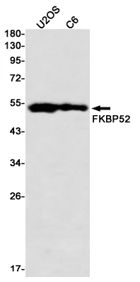 FKBP52 Rabbit mAb