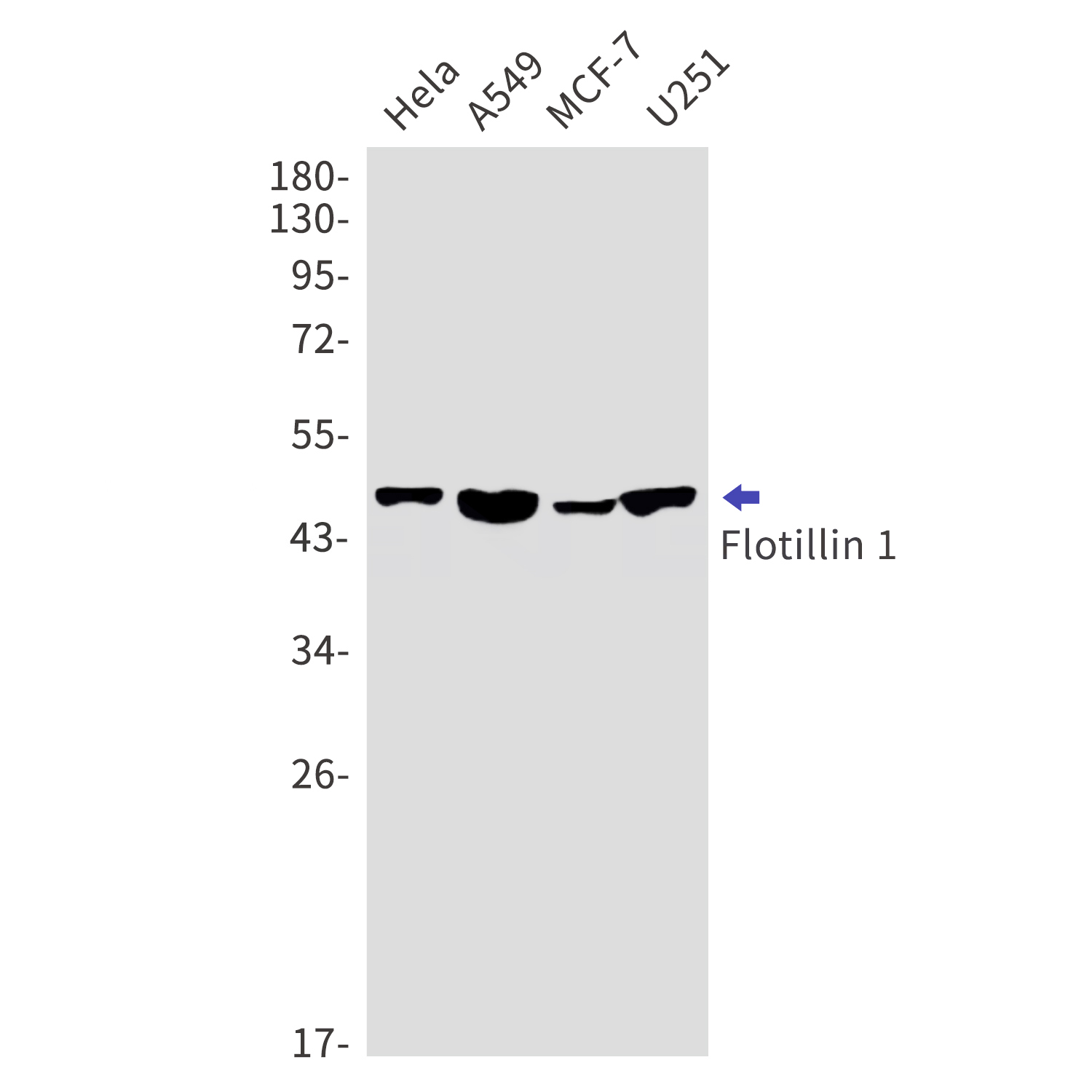 Flotillin 1 Rabbit mAb