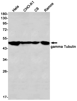 gamma Tubulin Rabbit mAb