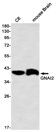 GNAI2 Rabbit mAb