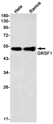 GRSF1 Rabbit mAb