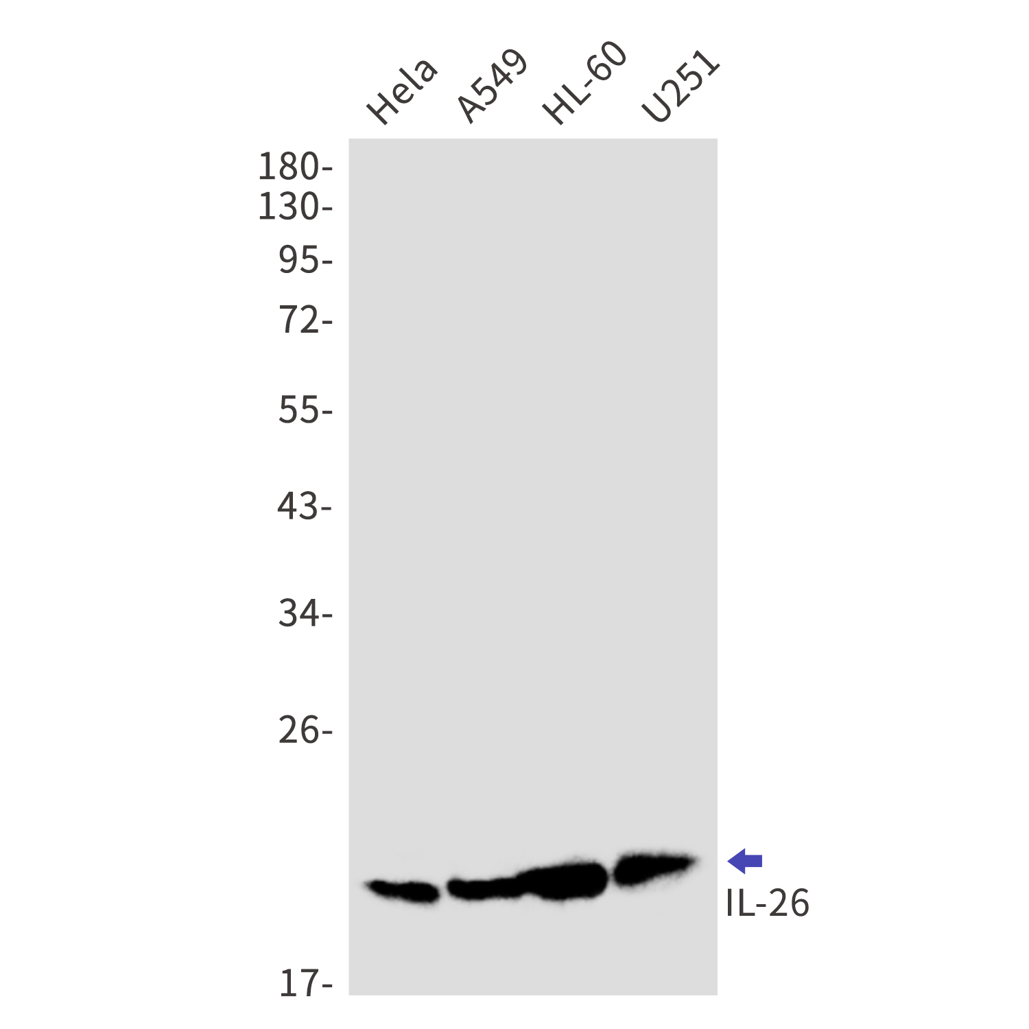 IL 26 Rabbit mAb