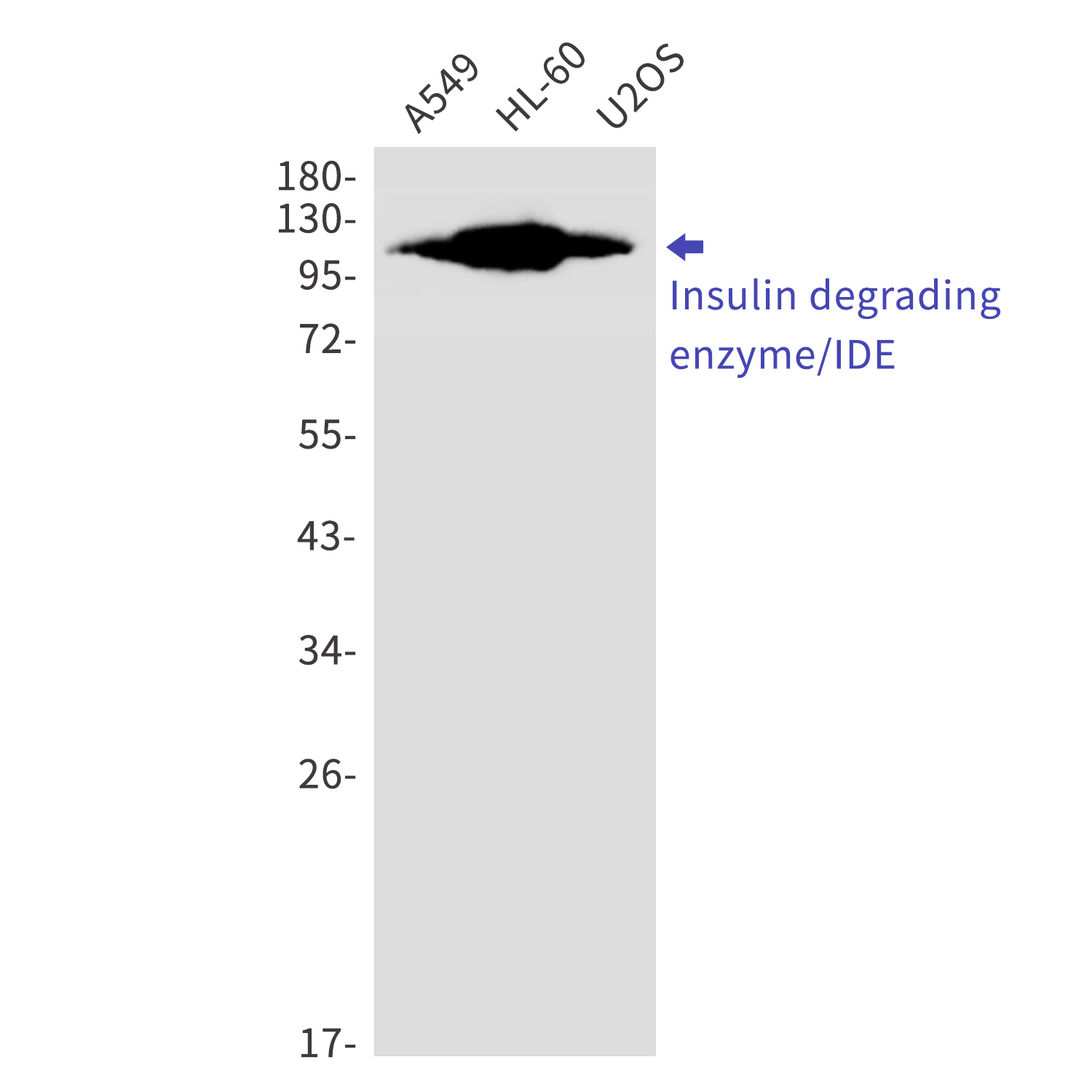 Insulin Degrading Enzyme Rabbit mAb