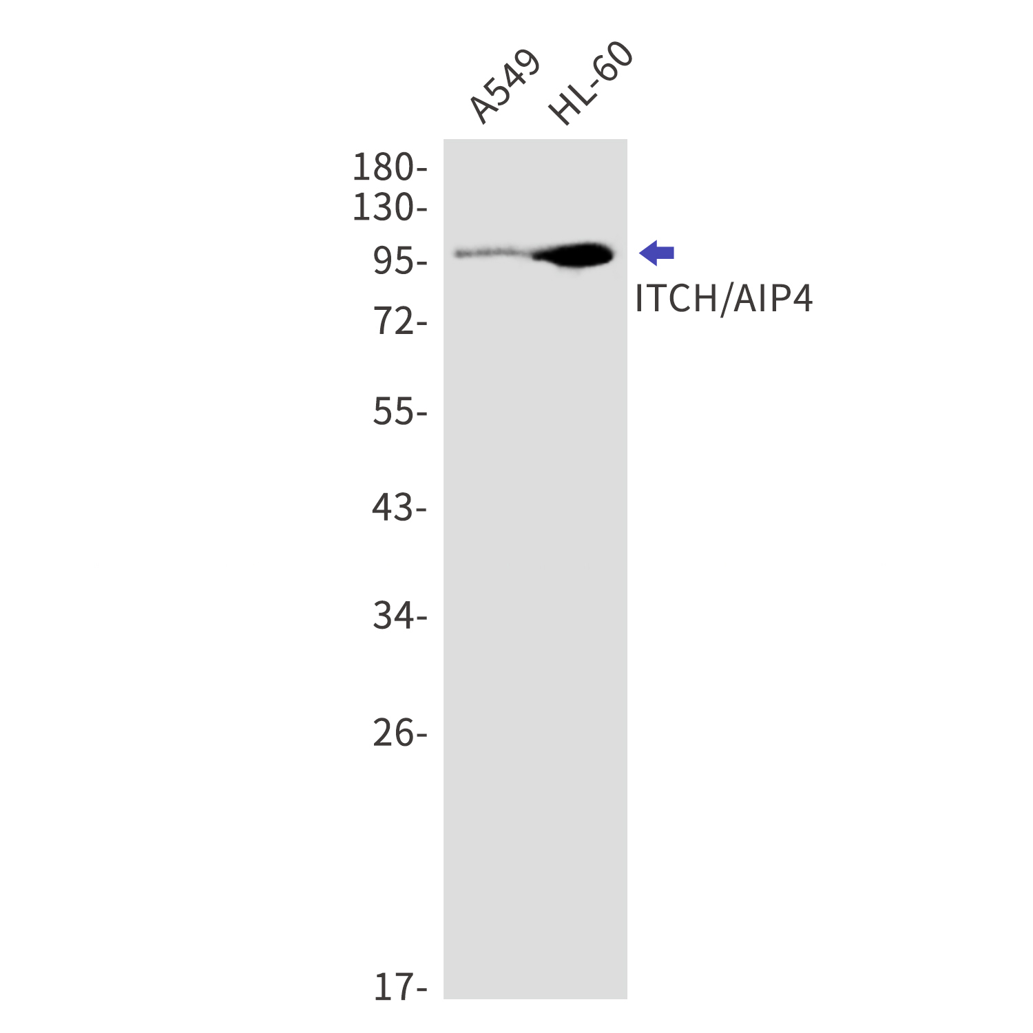 ITCH Rabbit mAb