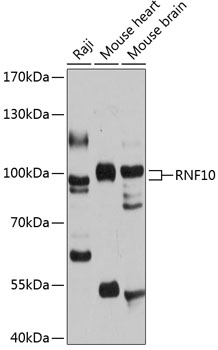 RNF10 Polyclonal Antibody