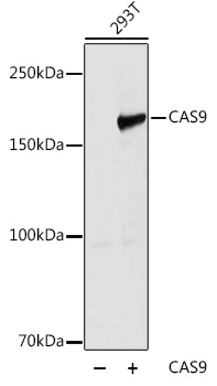 CAS9 Polyclonal Antibody