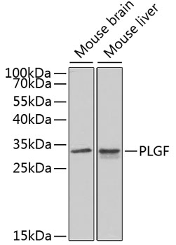 PGF Antibody