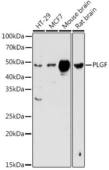 PGF Antibody