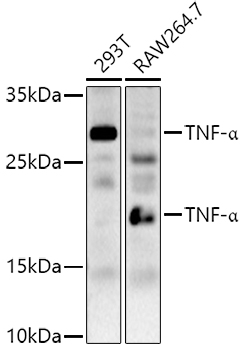 TNF antibody