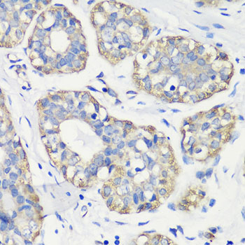 TNF antibody