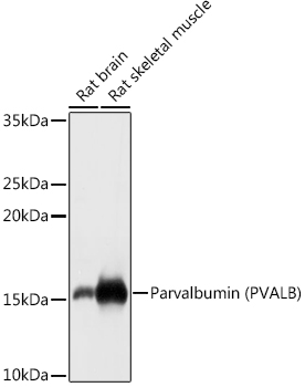 PVALB antibody