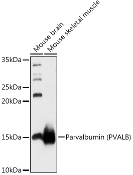 PVALB antibody