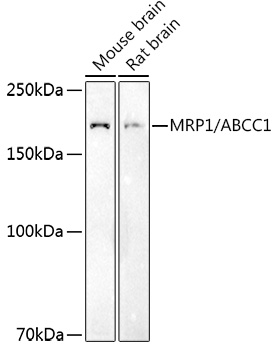 ABCC1 antibody