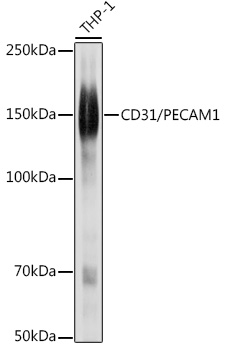 PECAM1 antibody