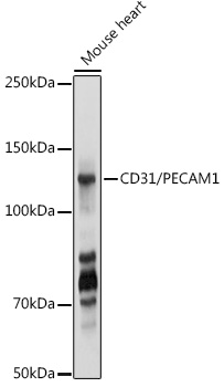 PECAM1 antibody