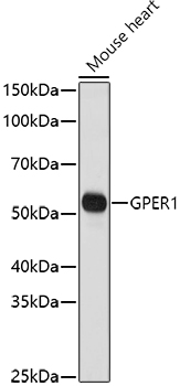 GPER1 Rabbit Polyclonal Antibody