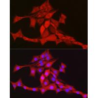 TFAM Rabbit Polyclonal Antibody