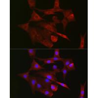 TFAM Rabbit Polyclonal Antibody