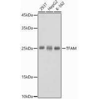 TFAM Rabbit Polyclonal Antibody