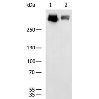 COL7A1 Antibody