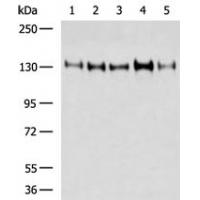 ITGA11 Antibody