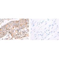 ITGA11 Antibody