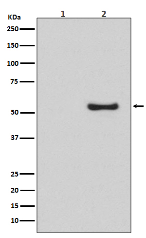 Smad5 (Phospho-Ser463/Ser465) Rabbit mAb