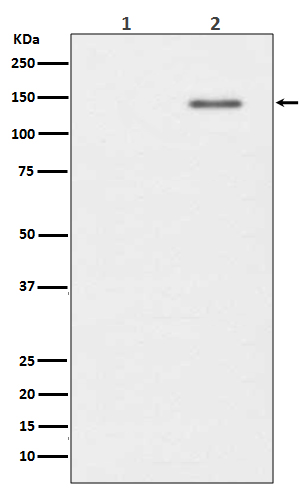 SHIP (Phospho-Tyr1020) Rabbit mAb