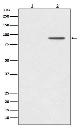 STAT1 (Phospho-Tyr701) Rabbit mAb