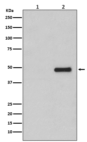 CDC37 (Phospho-Ser13) Rabbit mAb