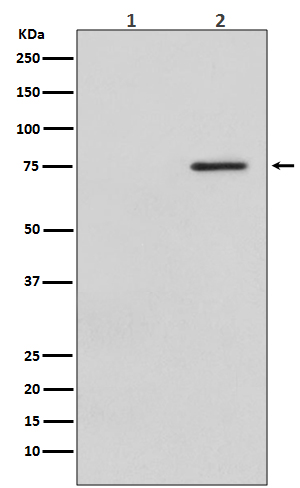 Raf1 (Phospho-Ser621) Rabbit mAb