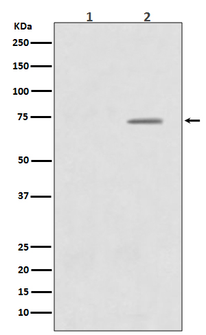 Raf1 (Phospho-Ser43) Rabbit mAb