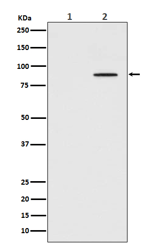 STAT3 (Phospho-Tyr705) Rabbit mAb