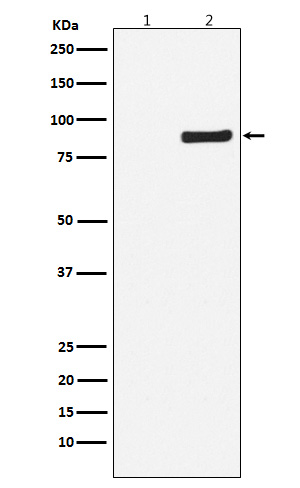 NAK/TBK1 (Phospho-Ser172) Rabbit mAb