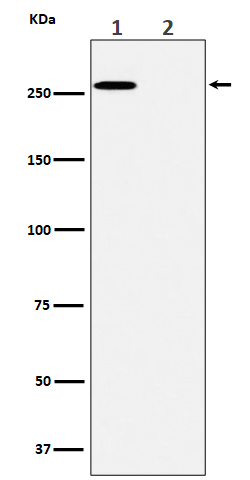 ACC(Phospho-Ser79) Rabbit mAb 